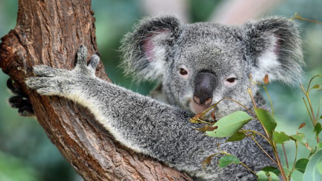 Amazing landscapes and unique wildlife abound in Australia