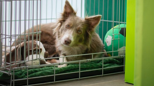 Dog looking out from a dog kennel - when you plan to travel abroad with your dog, get it comfortable with the carry kennel