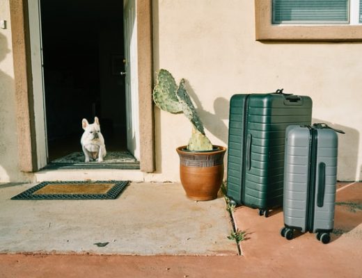 travelling abroad with your dog - small white dog in doorway looking at luggage