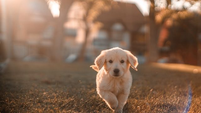 Travel abroad with your dog - golden retriever puppy runs in the grass